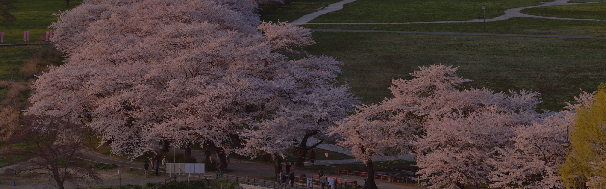 桜並木