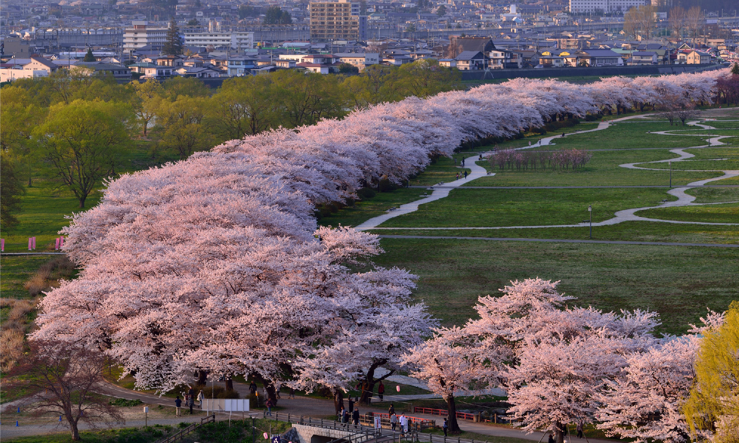 北上市立公園の桜並木