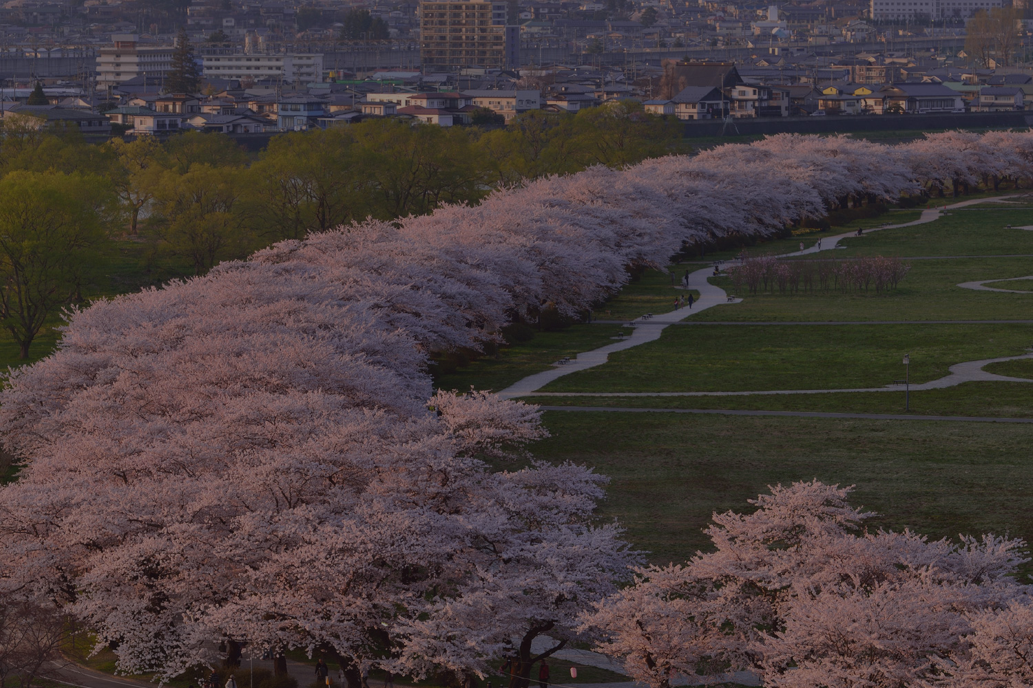 桜並木